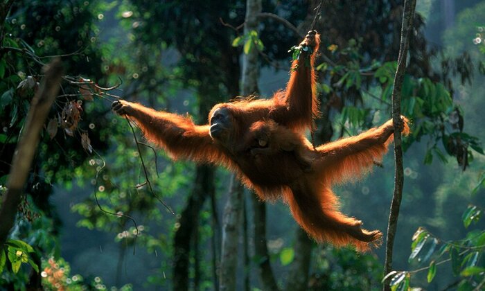 Keep an eye out for orangutans in Malaysian Borneo's rainforests