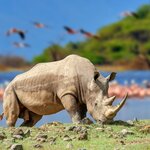 A rhinoceros in Kenya's Lake Nakuru National Park
