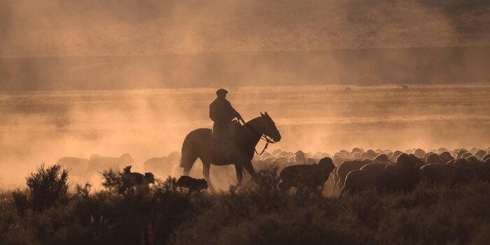 Full Day Estancia Cerro Guido with a Private Driver
