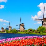 Windmills and tulip fields in Kinderdijk
