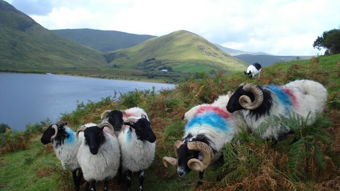 Connemara Sheepdog Demonstration