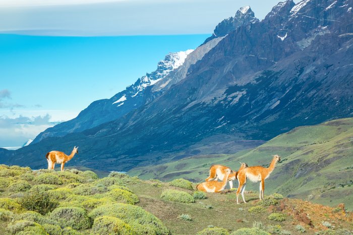 Torres del Paine Private Wildlife Tour