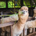 Impress the kids with a visit to see llamas and alpacas in Peru