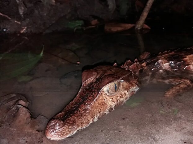 Day 2 at Turtle Lodge in the Amazon Rainforest