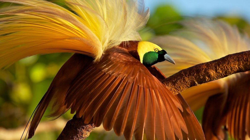 Cendrawasih is often called as Bird of Paradise