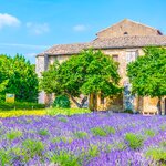 Lavender fields near Saint-Rémy-de-Provence 