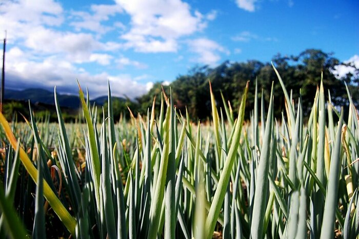 Yilan's Tasty Escape with hands on food experiences