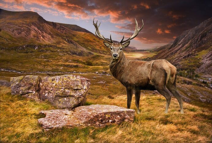 Contemplate the Highland nature
