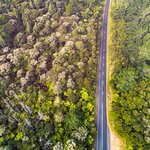 A road through the North Island's Waitakere Ranges