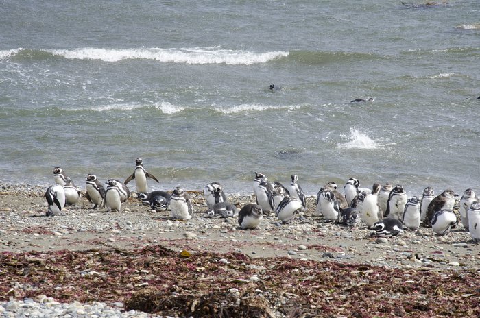 Punta Arenas - Penguin Colony