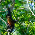 See remarkable wildlife, including spider monkeys, on this quick jaunt to Costa Rica's Osa Peninsula 