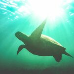 Swim with sea turtles in the Galápagos