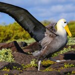 Go in search of the waved albatross on Isla Española