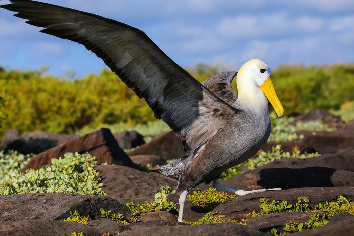 Go in search of the waved albatross on Isla Española