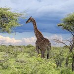 Angolan giraffe in Etosha National Park, Namibia