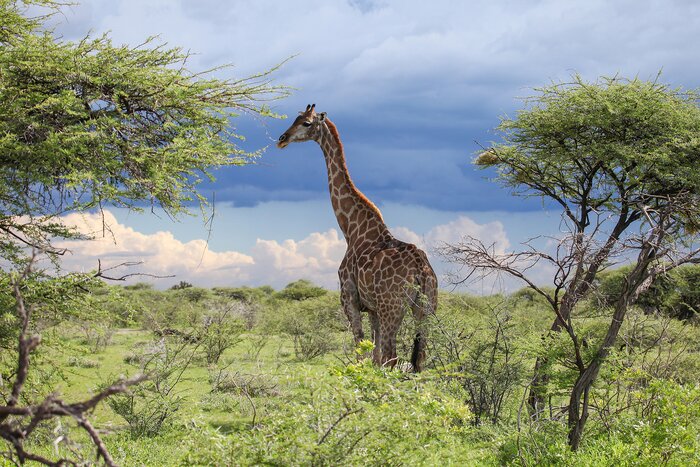 Angolan giraffe in Etosha National Park, Namibia