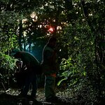 Seek out noctural critters as you explore a small section of Children's Eternal Rainforest in the dark (photo courtesy of Ocotea Tours & Transfers)