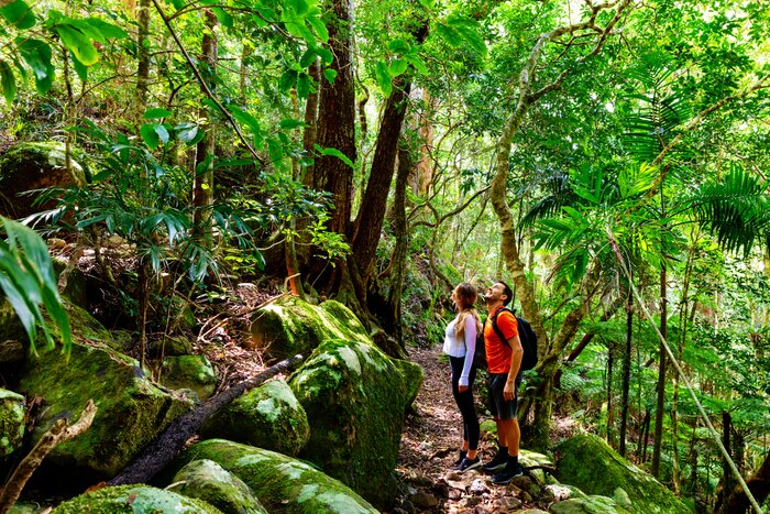 Rainforest & Nocturnal Wildlife Adventure