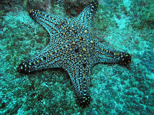 Private Isla Chora Private Boat & Snorkeling