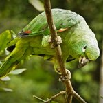 A bird-watcher's paradise in Yasuní National Park
