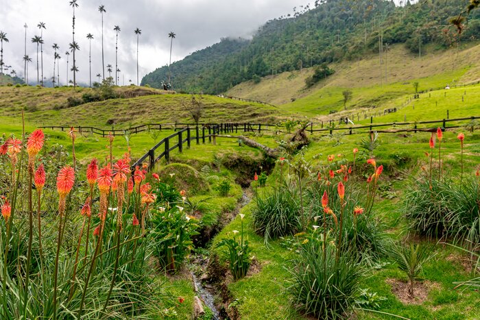 See the iconic wax palms and blooming wildflowers of the Cocora Valley in April