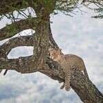 A leopard lounging in Tarangire National Park