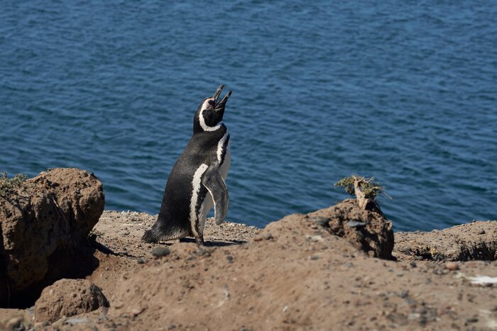 Let your kids get close to Magellan penguins and observe their interactions