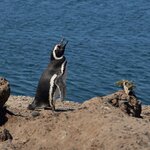 Let your kids get close to Magellan penguins and observe their interactions