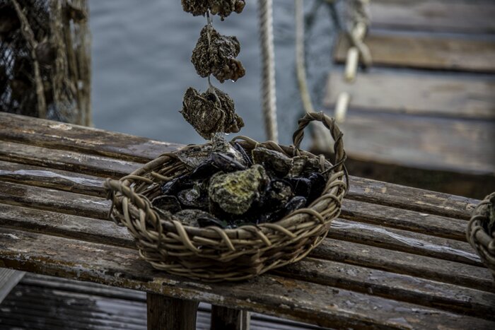 Oyster tasting in Mali Ston