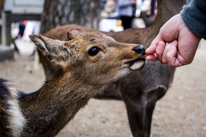 Feed Deer At Nara Park