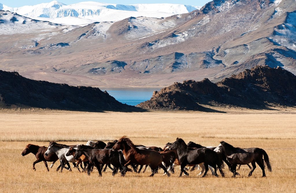 Search for wild Mongolian horses in the twilight hours