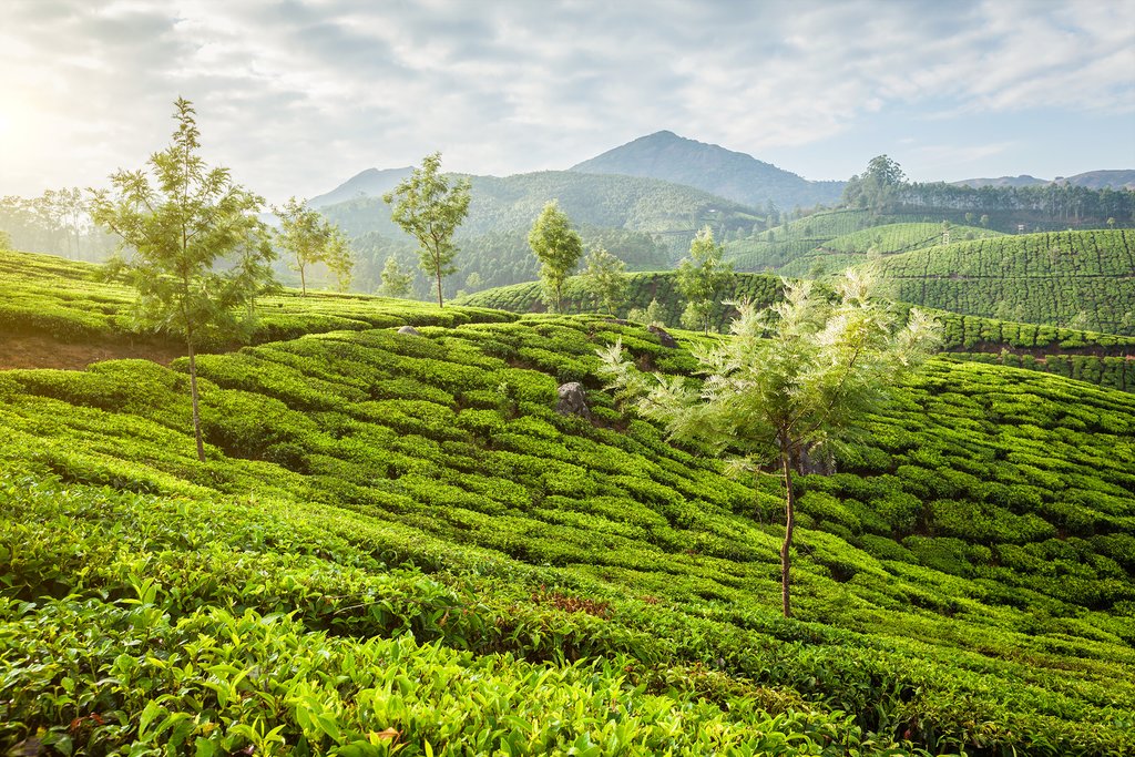 Beautiful tea plantations in Munnar