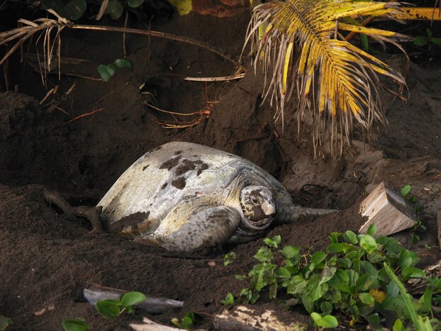 Nighttime Pacific Green Turtle Nesting Experience