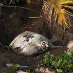 Pacific green turtles are typically solitary nesters