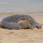 Nighttime Pacific Green Turtle Nesting Experience