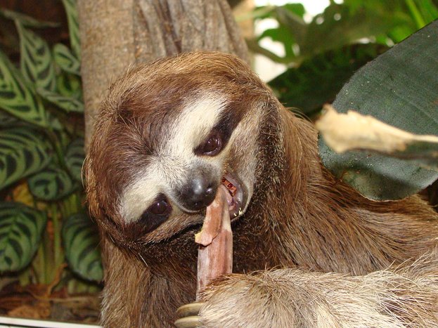 Private Sloth & Bird Hike