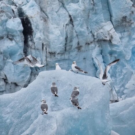Jökulsárlón Glacier Lagoon - Zodiac Adventure
