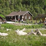 Flåm Zip Line & Goat Farm Experience | kimkim