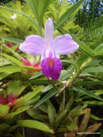 Orchid Valley Nursery (Ginebra) + Alameda Market