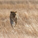 Sabi Sands Game Reserve is famous for its thriving leopard population