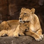 A lioness and her cub in Queen Elizabeth National Park