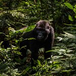 Seek out gorillas as you hike through the Bwindi Impenetrable Forest