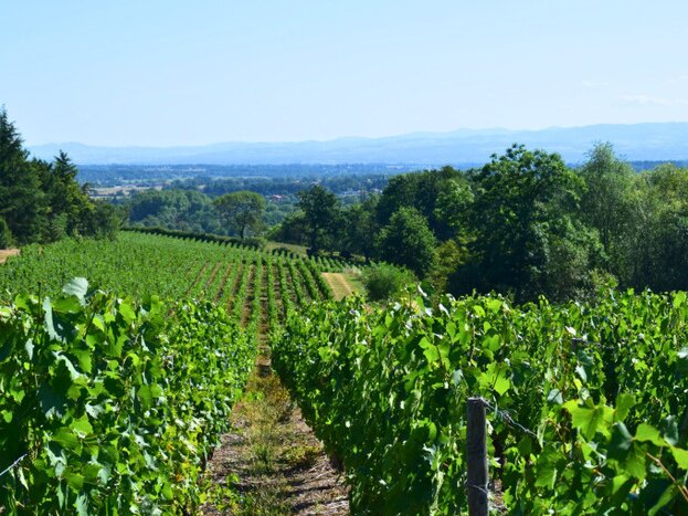 Beaujolais 100% Wine