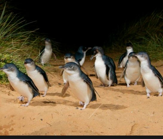 Private Penguins, Koalas and Wildlife (Phillip Island) from Melbourne