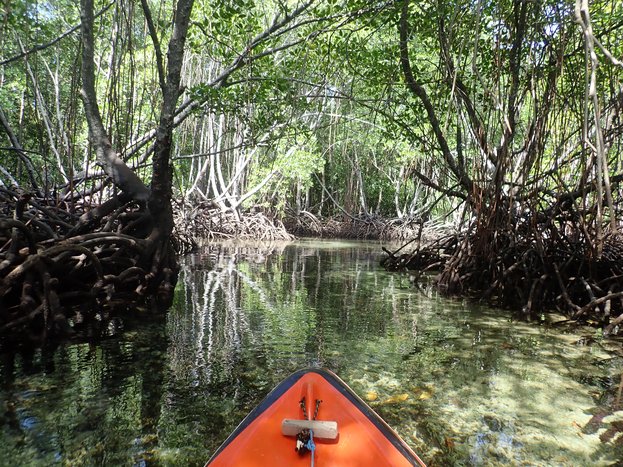 Manta Rays and multicolored Corals 
