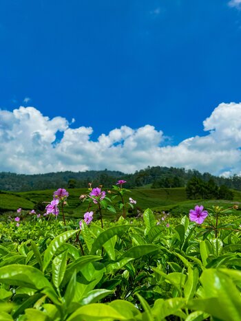 Explore Tea Plantations in Bandung