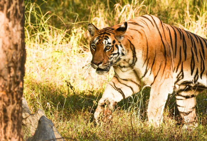 Explore Pench National Park – Morning and Afternoon safari