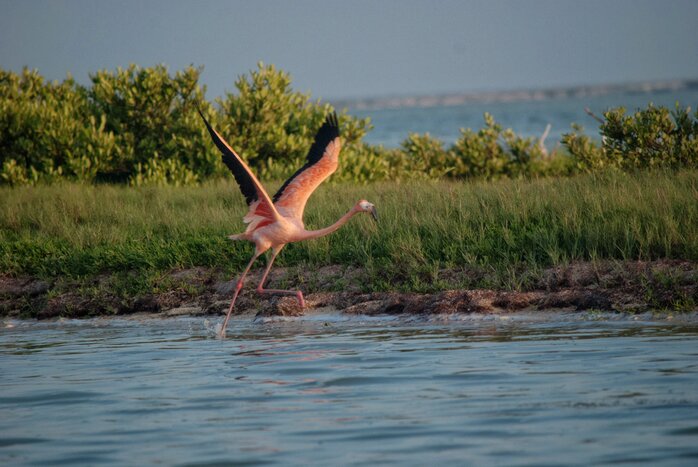 Boat tour in the natural reserve of Rio Lagartos 