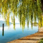 Relax on the shores of scenic Lake Constance, Konstanz