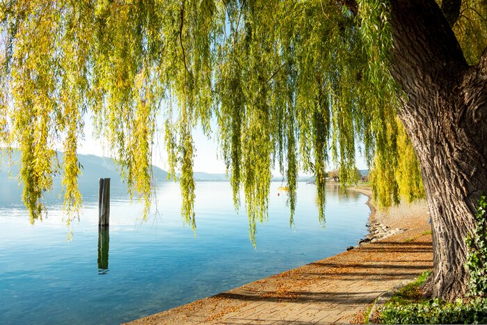 Relax on the shores of scenic Lake Constance, Konstanz